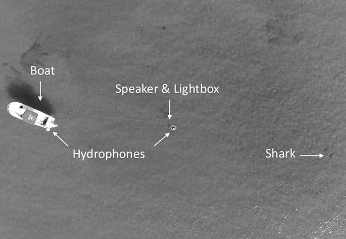 Diagram: boat on the left towing a line to a hydrophone and a speaker/lightbox, with a shark to the right.