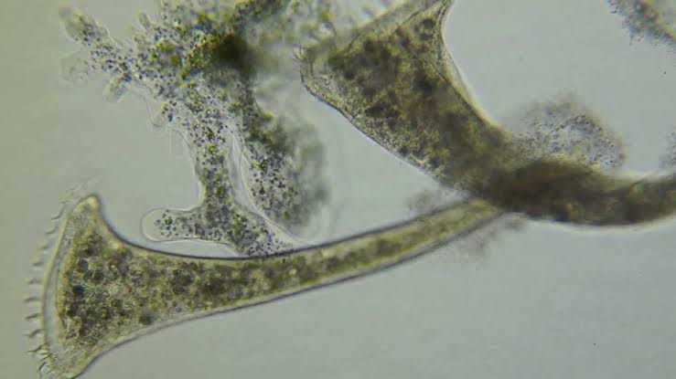 Rotifer under a microscope, showing a ciliated corona on the left and a curved body extending to the right.