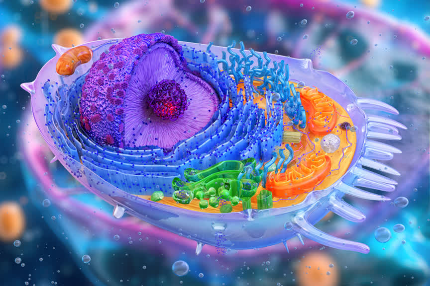Colorful 3D cross-section of a cell showing a purple nucleus, blue endoplasmic reticulum, and various organelles like mitochondria and Golgi apparatus in orange and green hues.