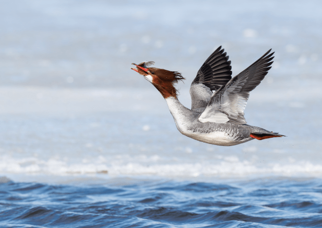 برندگان مسابقه عکاسی Audubon 2026 معرفی شدند | دیجینوی