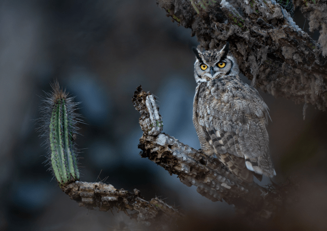 برندگان مسابقه عکاسی Audubon 2026 معرفی شدند | دیجینوی