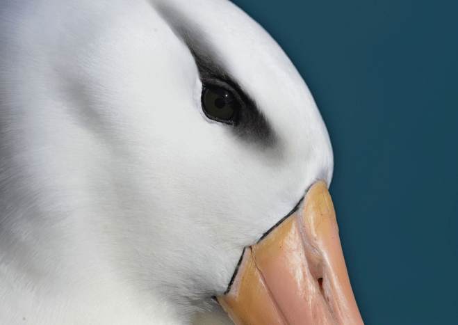 برندگان مسابقه عکاسی Audubon 2026 معرفی شدند | دیجینوی