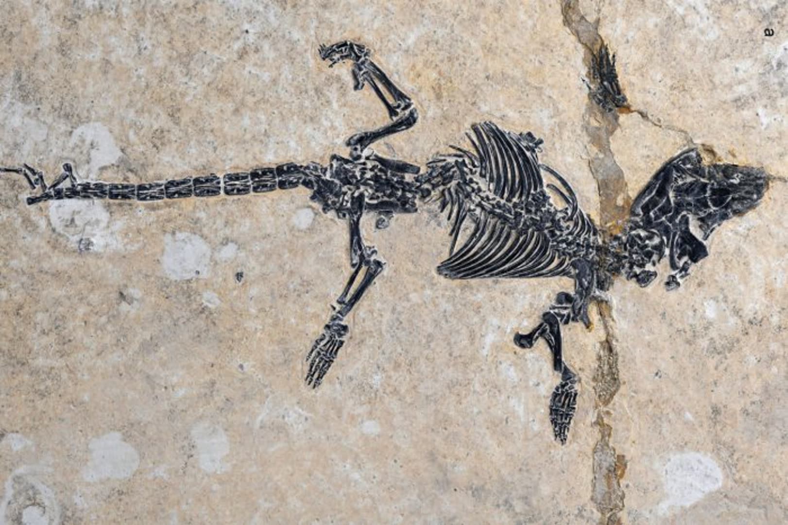 Fossilized dinosaur skeleton embedded in a beige rock surface, with a long tail and limb bones visible.