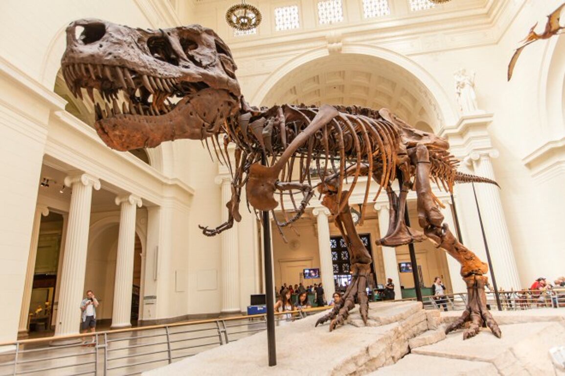 Tyrannosaurus rex skeleton on display in a grand museum hall with visitors nearby