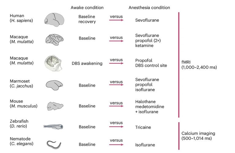 Infographic comparing how different species respond to awake vs anesthesia, listing human, macaque, marmoset, mouse, zebrafish, and nematode with respective drugs and fMRI or calcium imaging time bars.