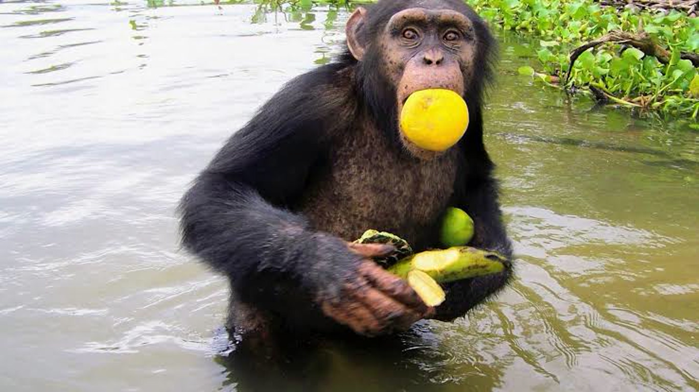Chimpanzee standing in shallow water with a yellow fruit in its mouth, peeling another fruit in its hands.