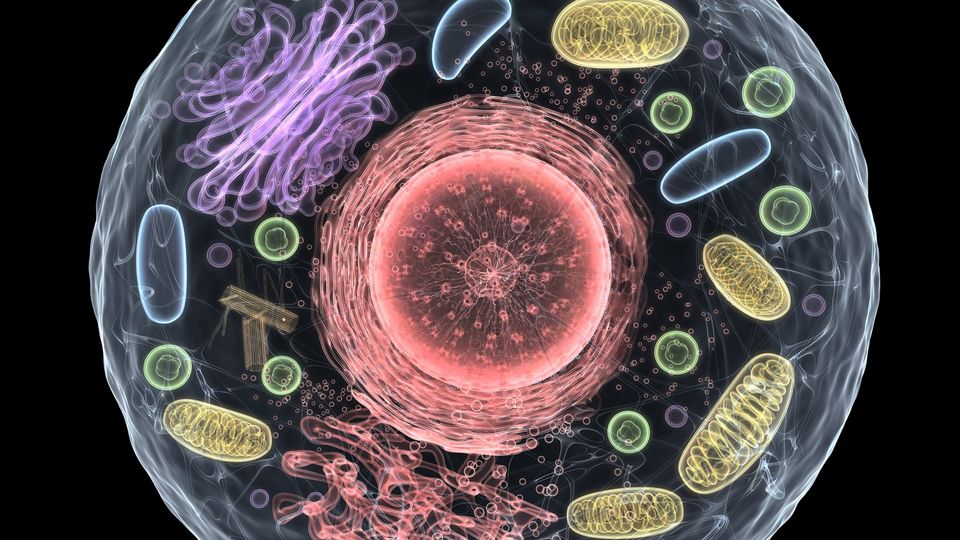 Cross-section diagram of a eukaryotic cell highlighting a red nucleus, yellow mitochondria, purple endoplasmic reticulum, and green vesicles.