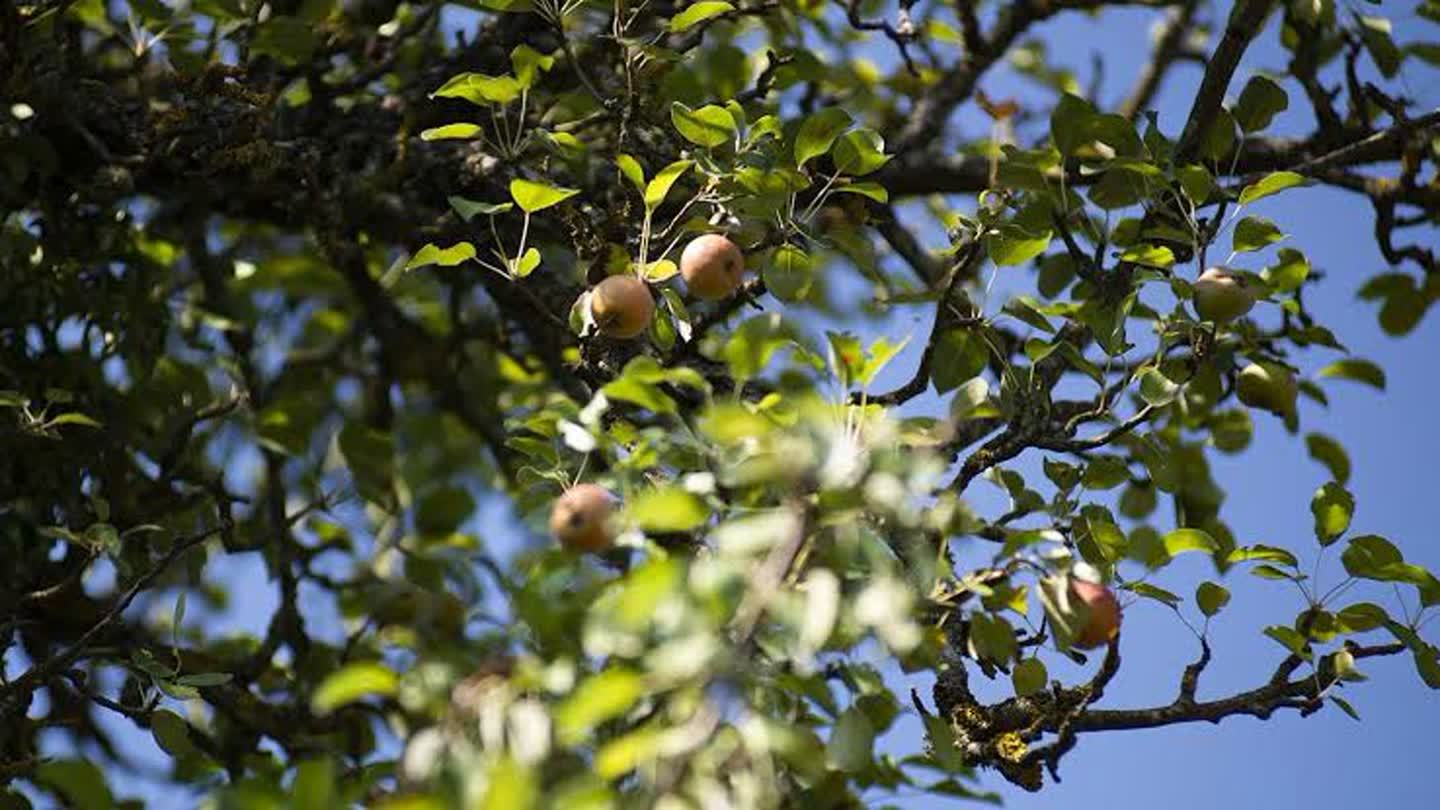 Apple tree branches with ripe apples among green leaves against a blue sky