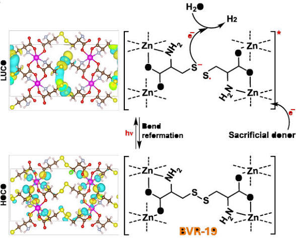 Schematic of BVR-19 photocatalysis: two states (LUC and HOC0) of a Zn‑coordinated framework with colored atoms, showing electron/hole transfer and a pathway for H2 production with a sacrificial donor.