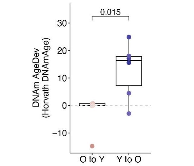Box plot of DNAm AgeDev (Horvath DNAmAge) for two groups: O to Y and Y to O; Y to O has higher median and range; p=0.015.