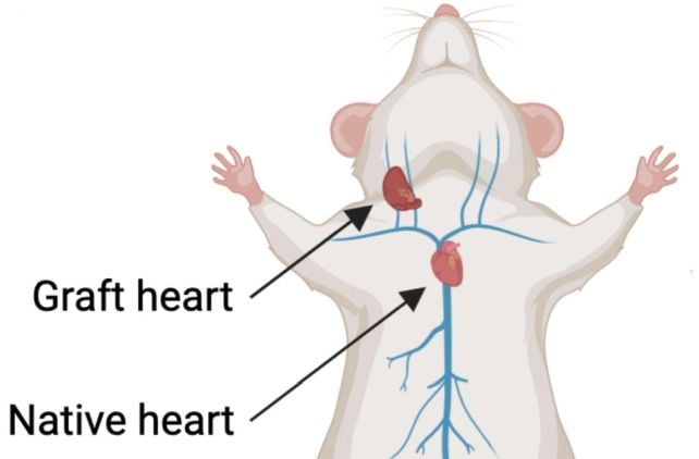 Back view diagram of a mouse showing native heart and a graft heart with labeled arrows.