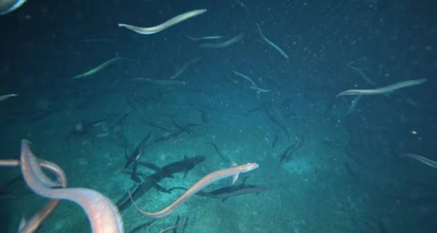 جفت‌گیری مارماهی