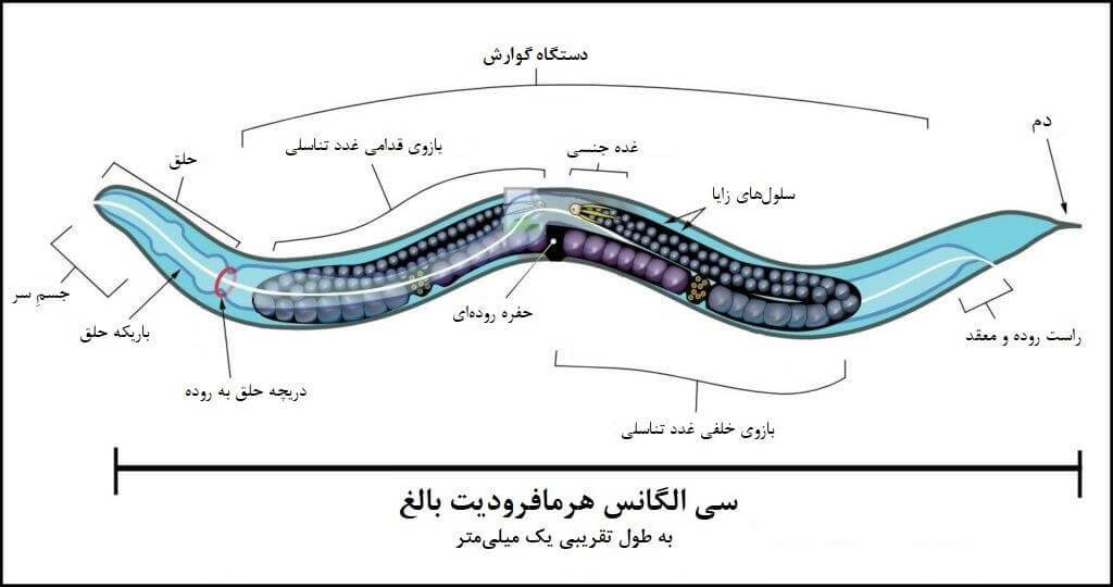 افزایش طول عمر