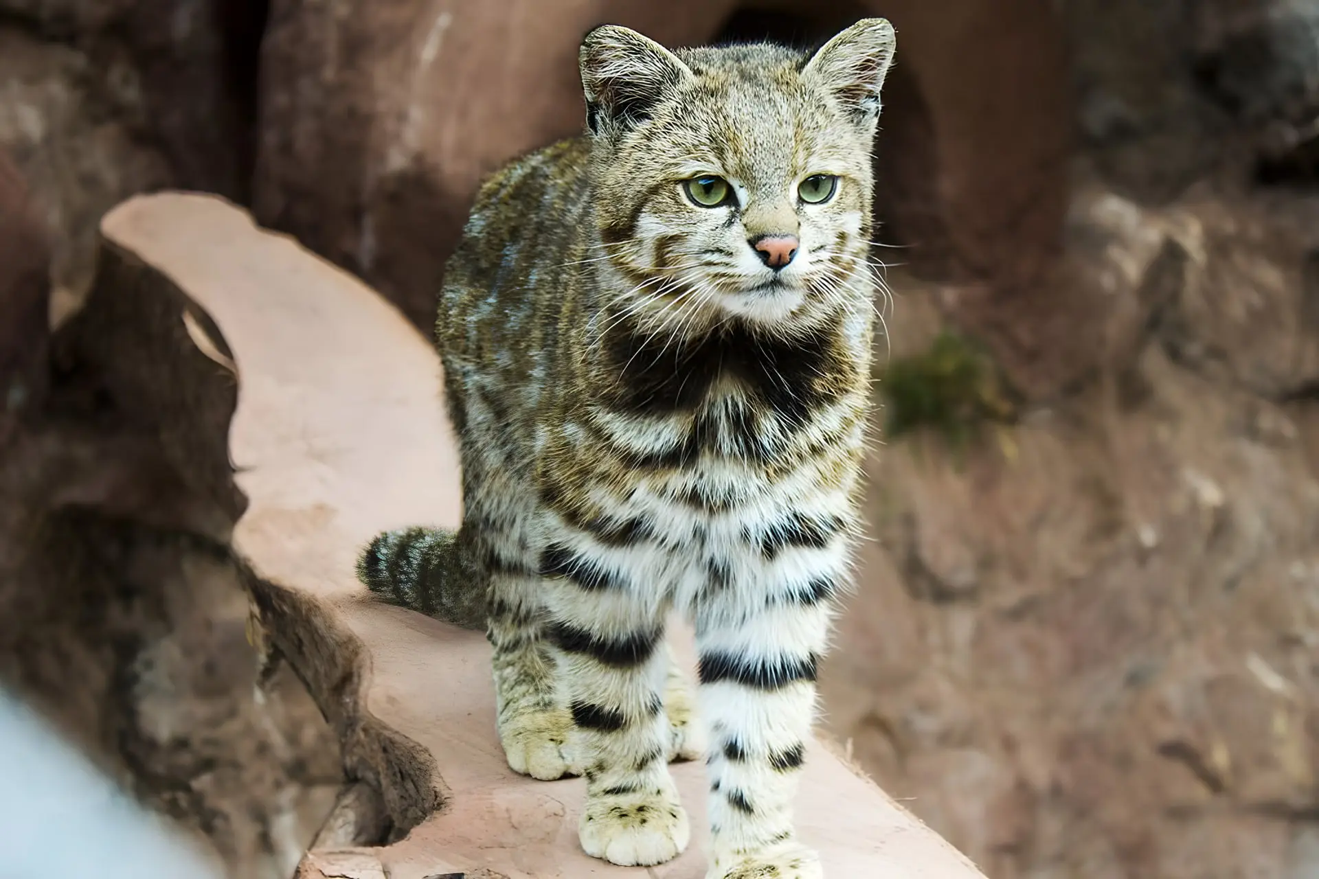 گربه کمیاب آرژانتینی (Andean Cat) روی یک صخره در محیط طبیعی