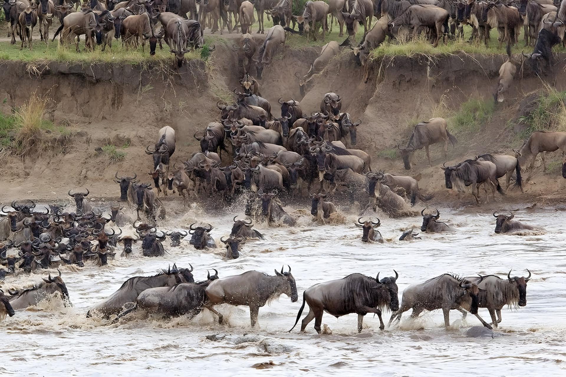 گله‌های گنو (Wildebeest) در حال عبور از رودخانه مارا در جریان مهاجرت بزرگ