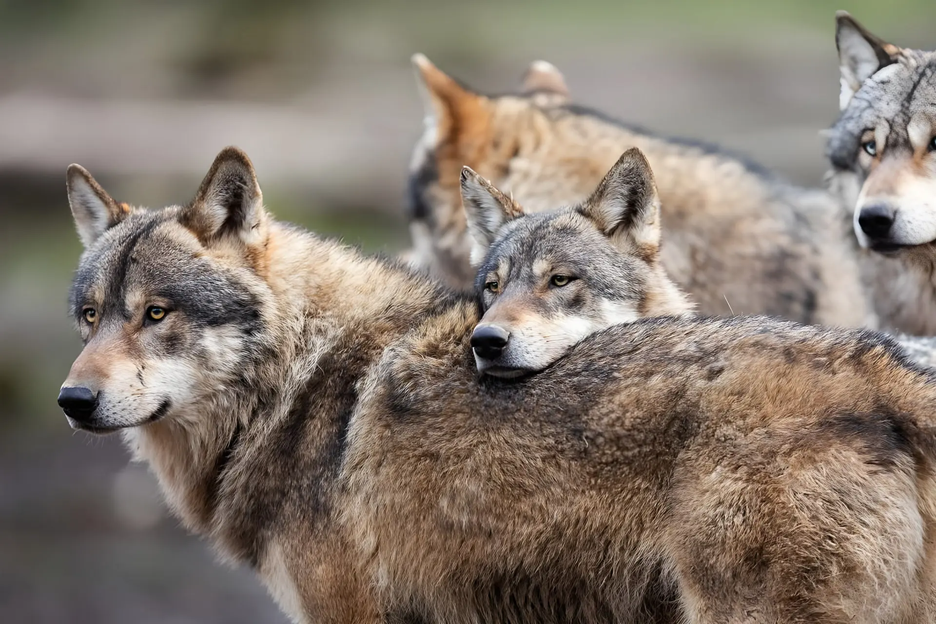 گروه گرگ‌های وحشی (Wolves) در حال استراحت در طبیعت
