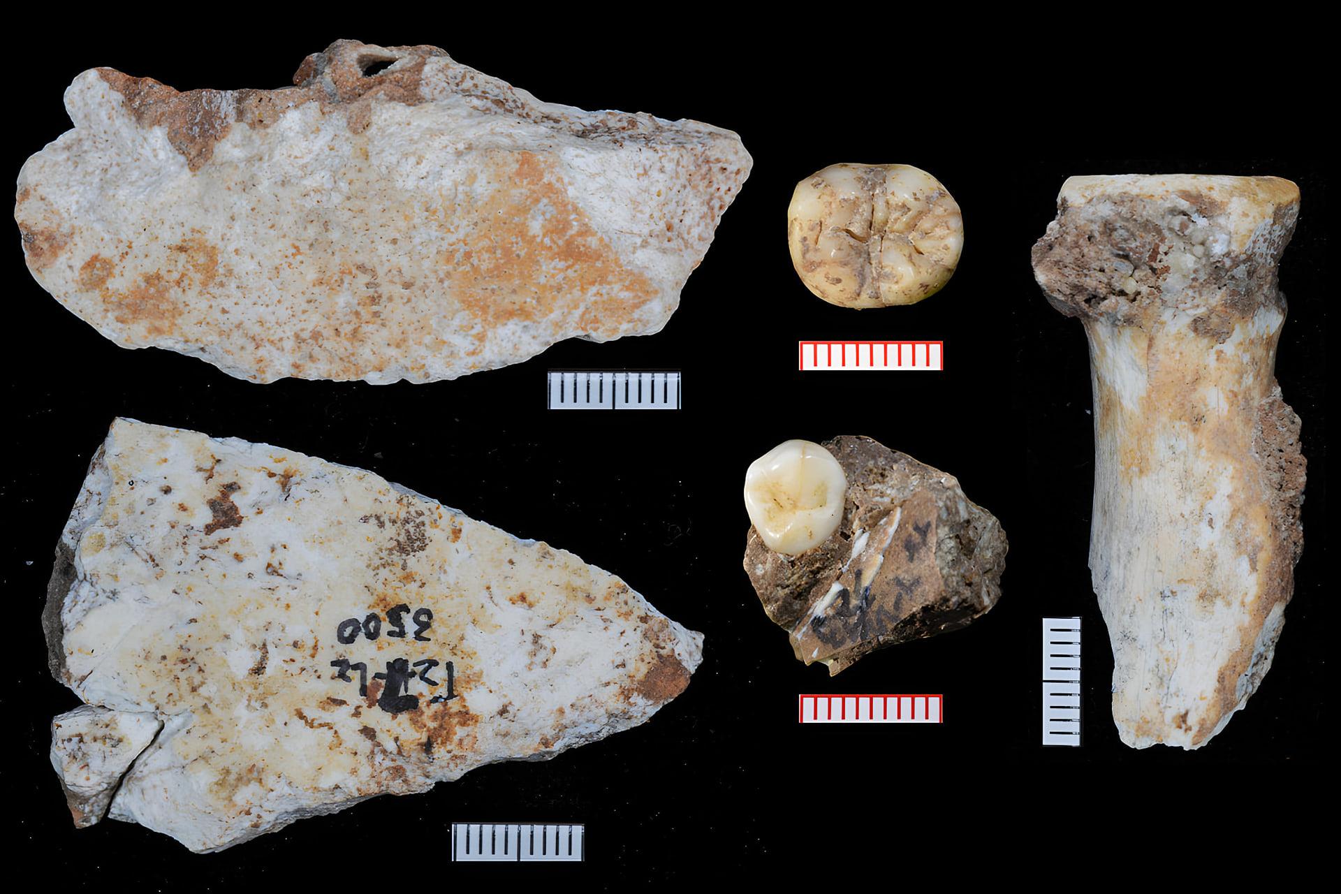 بقایای فسیلی شامل دندان و استخوان آرنج انسان دنیسووا (Denisovan) در حفره بیانفو