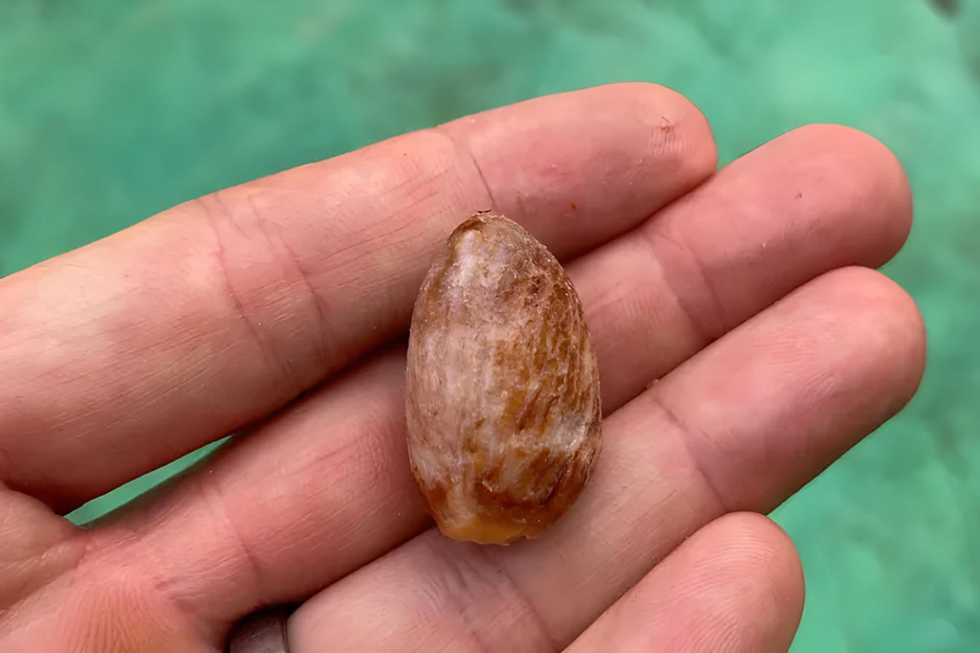 میوه بتل (Betel nut) با بافت قهوه‌ای در کف دست یک فرد