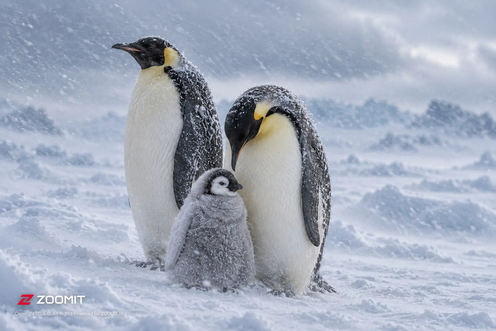 پنگوئن‌های امپراتور (Emperor Penguin) در میان بارش برف در محیط قطبی
