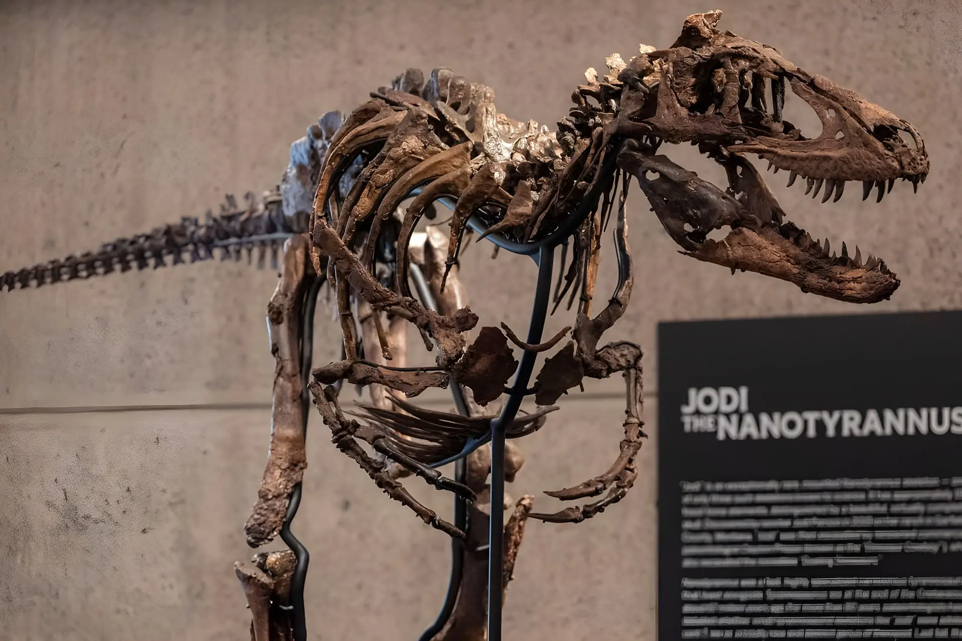 اسکلت کامل دایناسور نانوتیرانوس (Nanotyrannus) در نمایشگاه حراجی