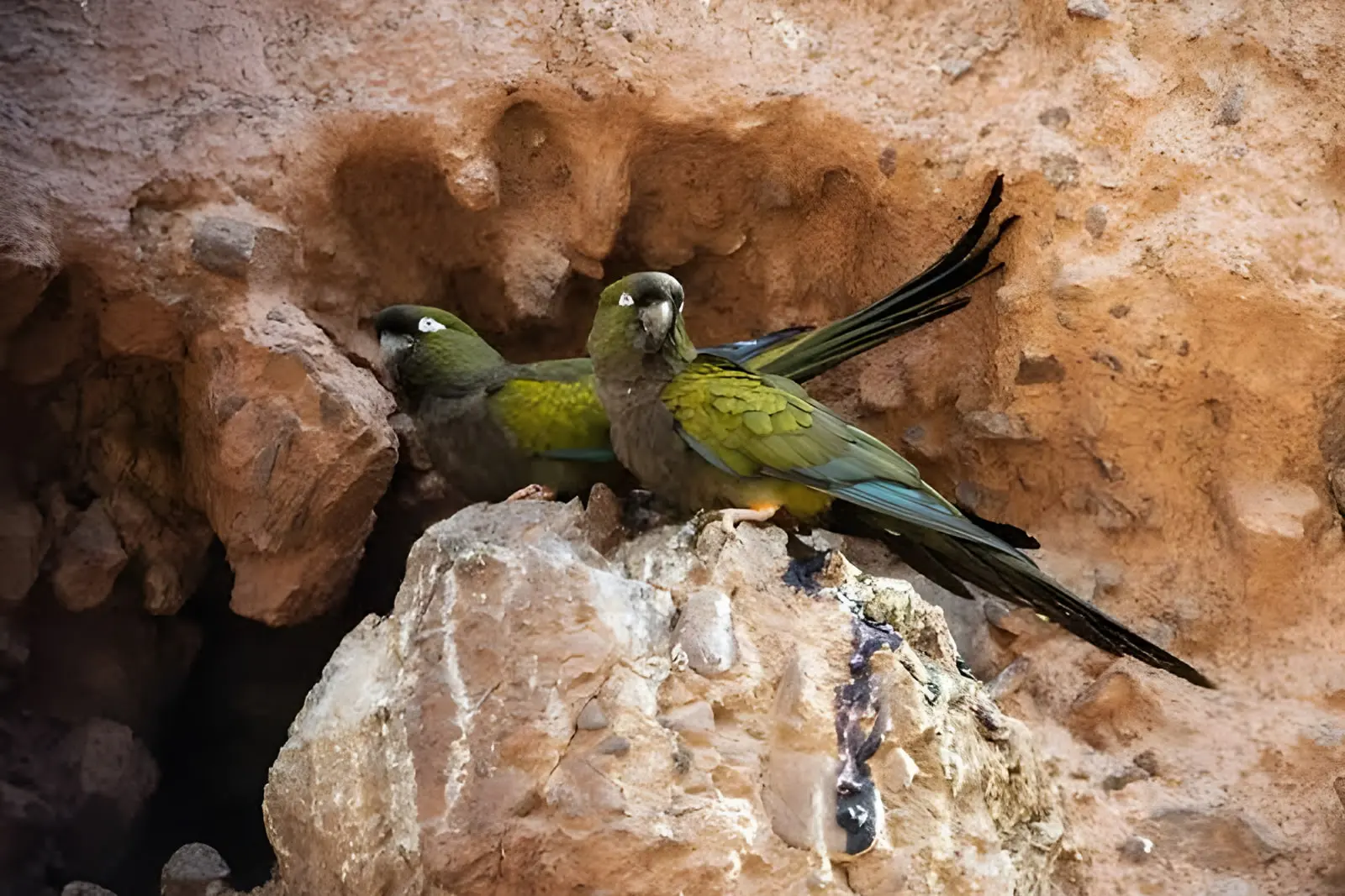 دو عدد طوطی دالان‌ساز روی صخره‌