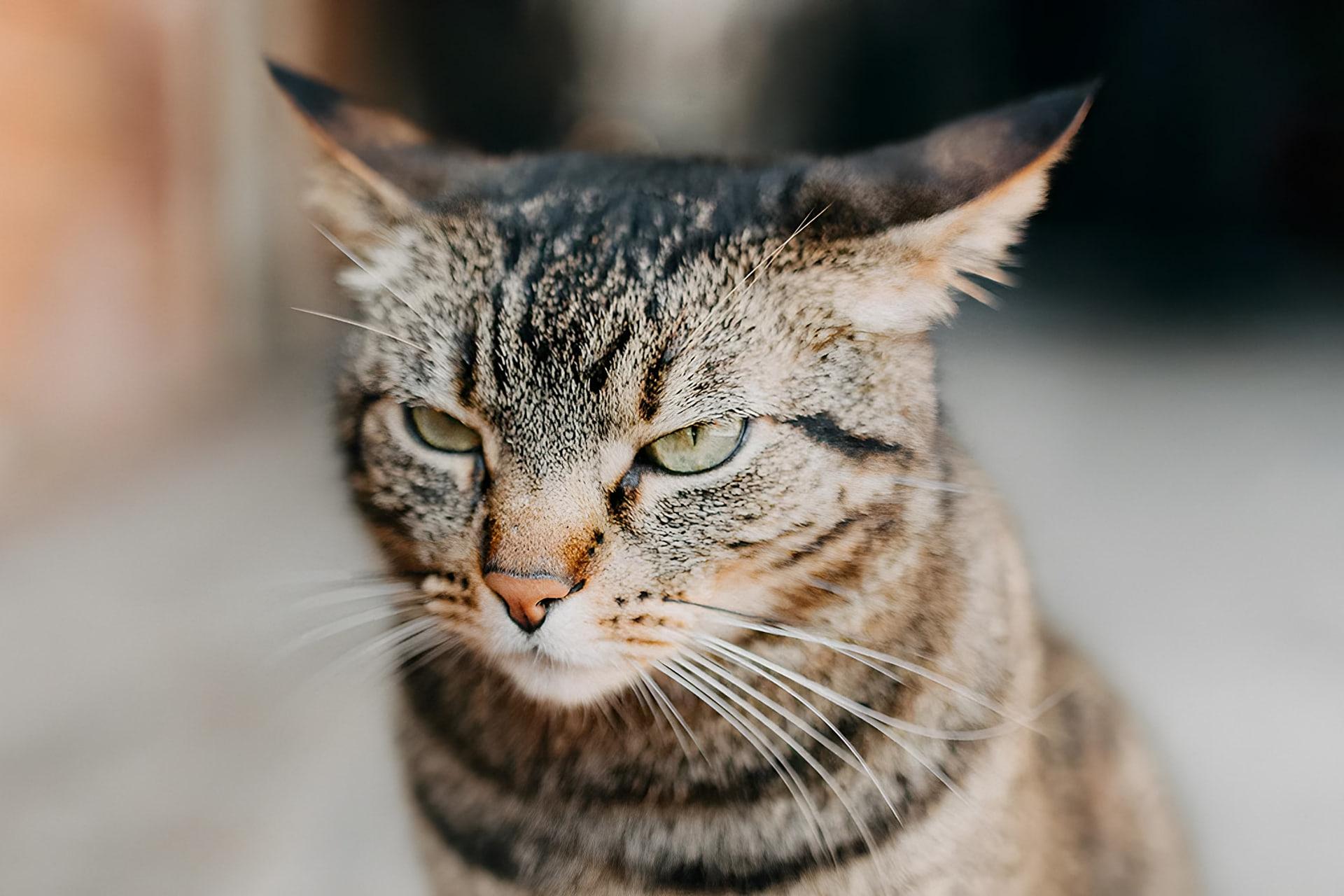 گربه خیابانی (Stray cat) با چشمانی نیمه‌باز و حالت عصبانی