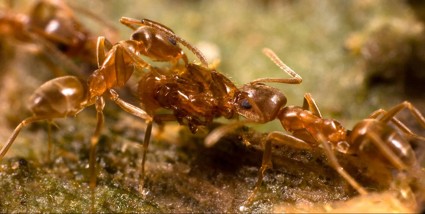 جنگ بی‌پایان حشرات؛ ده‌ها میلیون مورچه در سن دیگو طی سال‌ها نبرد عظیم میان کلونی‌ها کشته شده‌اند