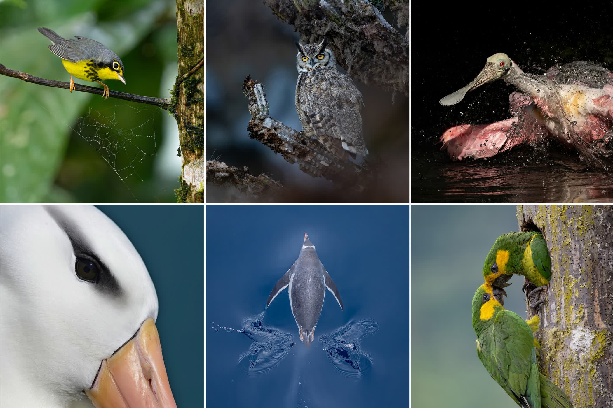 برندگان مسابقه عکاسی Audubon 2026 معرفی شدند