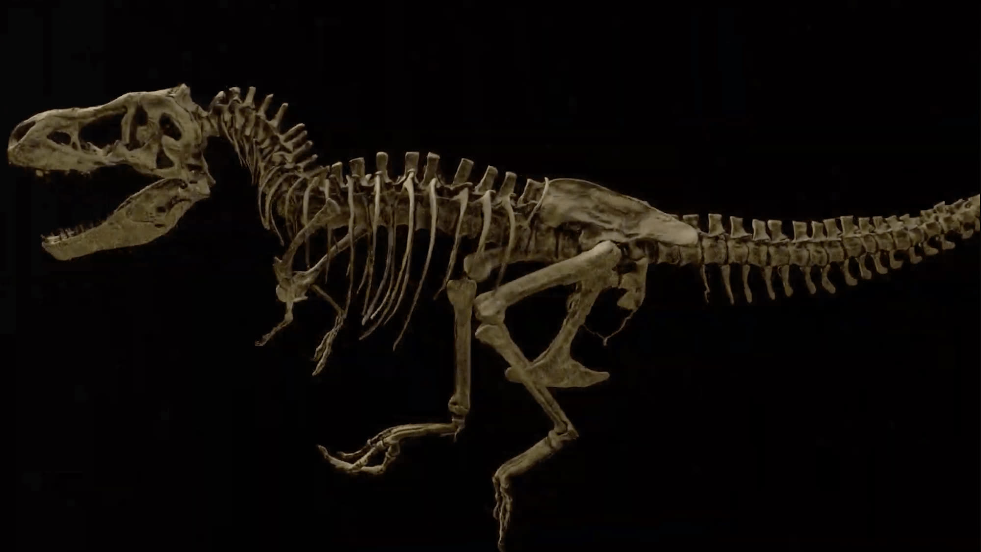 فسیل‌ تازه کشف‌شده نشان می‌دهد بزرگ‌ترین T. rex جهان بر اثر شکستگی دنده جان باخته است