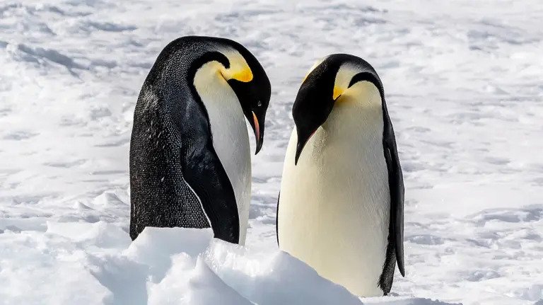 علت نابودی هزاران پنگوئن در آنتارکتیکا مشخص شد