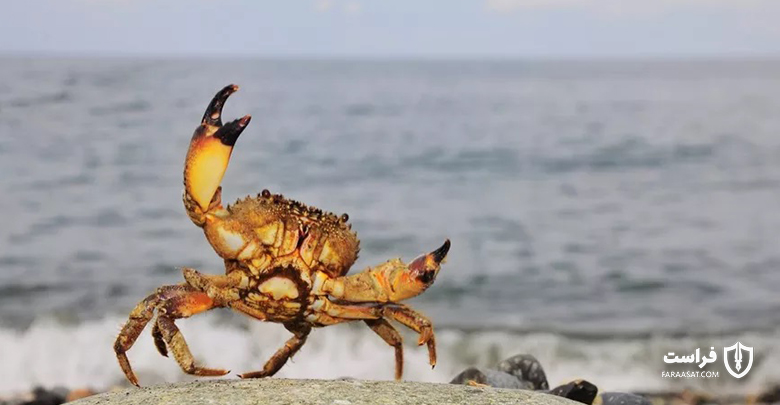 نویسندگان باج افزار GandCrab با وجود بازنشستگی هنوز فعال هستند - XNET | اخبار مقالات امنیت سایبری